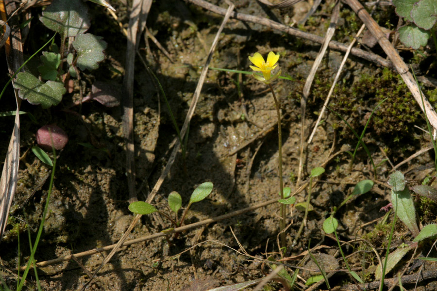 Leavenworthia aurea image