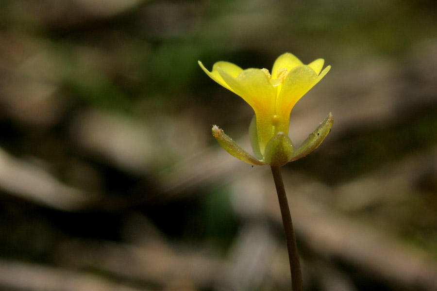 Leavenworthia aurea image