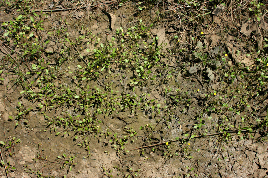 Leavenworthia aurea image