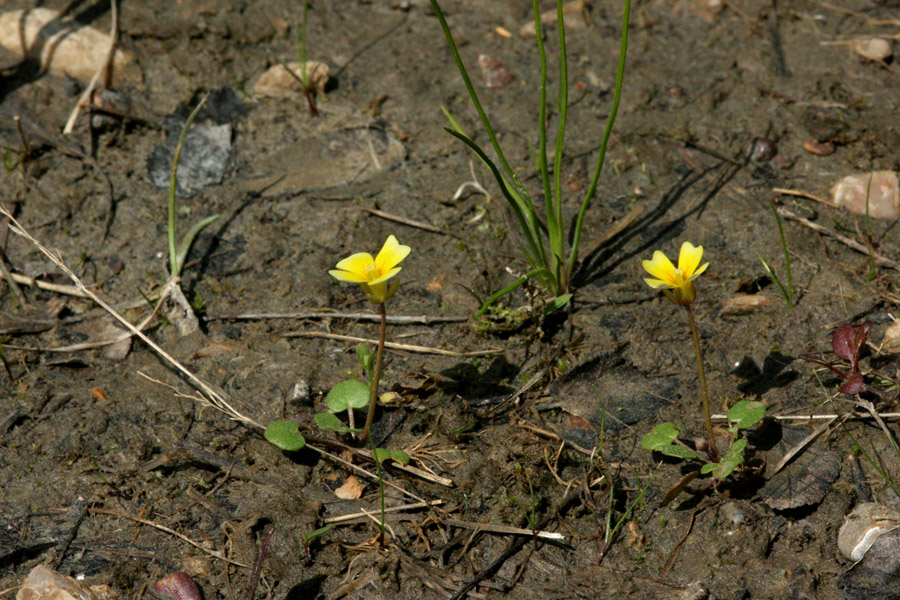 Leavenworthia aurea image