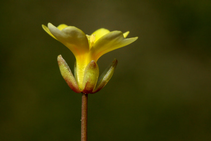 Leavenworthia aurea image