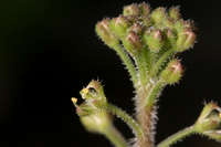 Lepidium lasiocarpum image