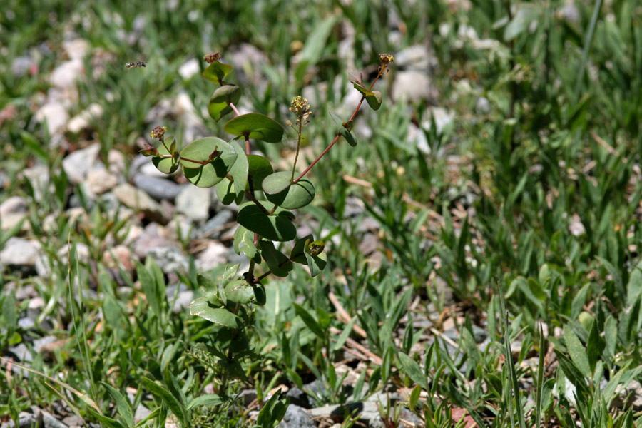 Lepidium perfoliatum image