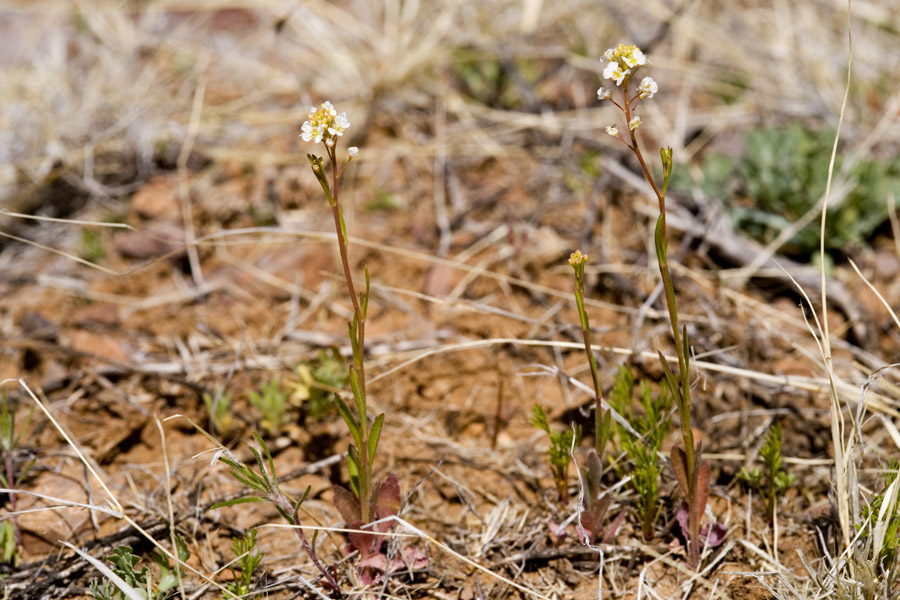 Lepidium virginicum subsp. menziesii image