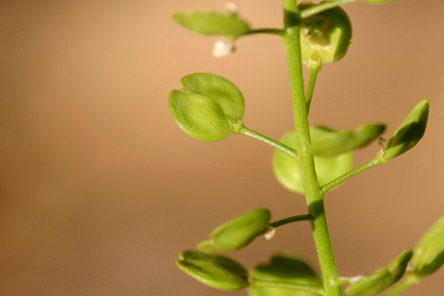 Lepidium virginicum subsp. menziesii image