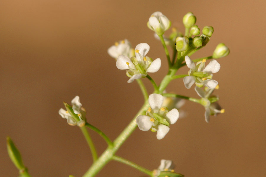 Lepidium virginicum subsp. menziesii image