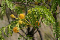 Image of Leucaena retusa