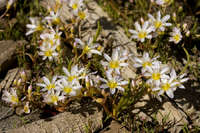 Image of Lewisia triphylla