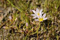 Lewisia triphylla image