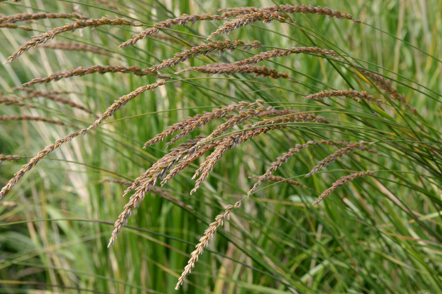 Leymus cinereus image