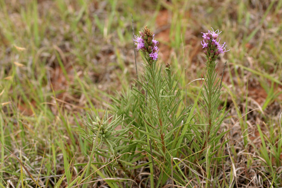 Liatris punctata image