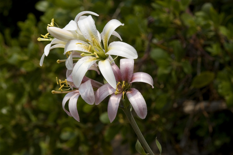 Lilium washingtonianum image