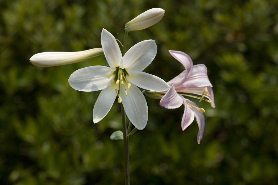 Lilium washingtonianum image