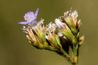 Limonium limbatum image