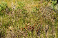 Limonium limbatum image