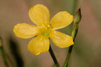 Linum australe image