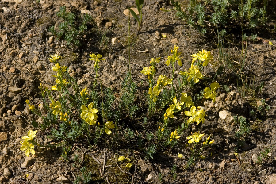 Linum kingii image