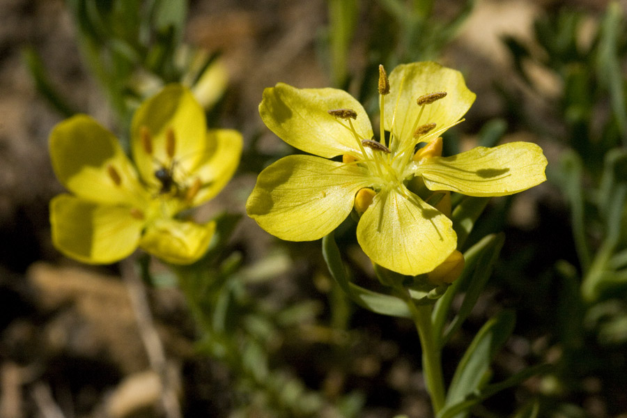 Linum kingii image