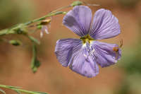 Linum lewisii image