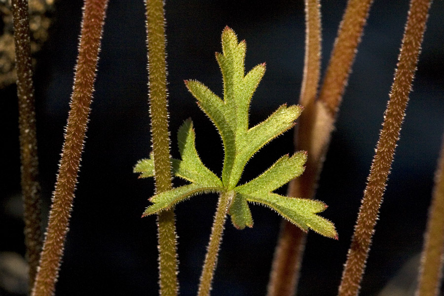 Lithophragma affine image