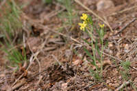 Lithospermum incisum image