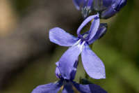 Lobelia anatina image