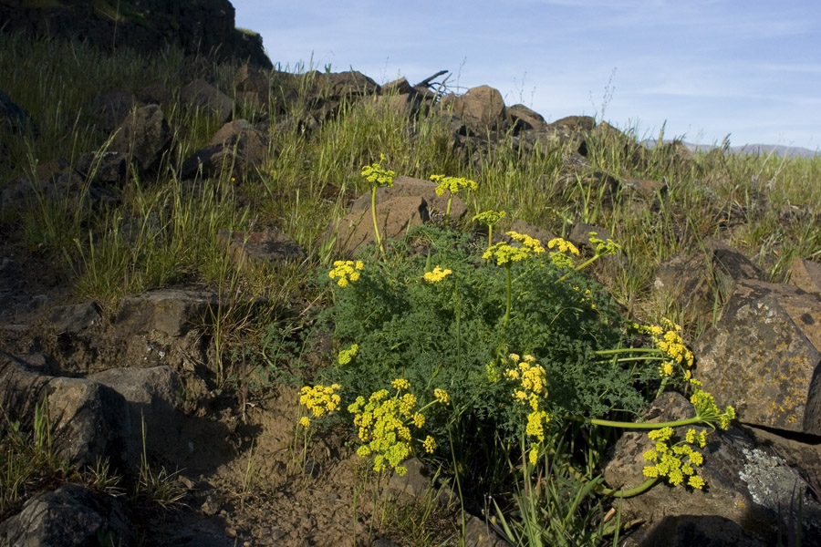 Lomatium grayi image