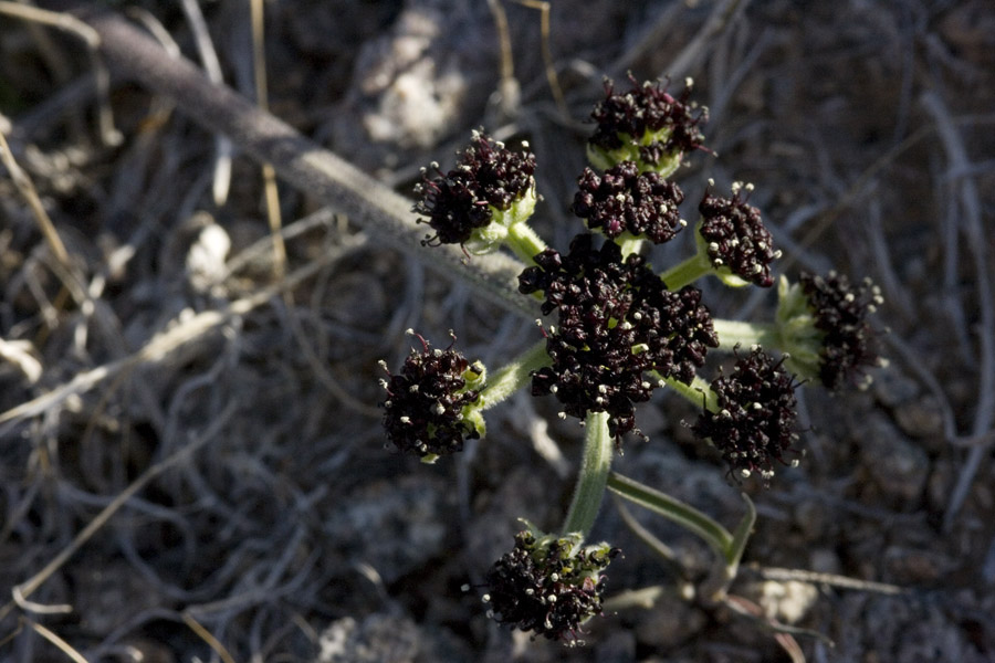 Lomatium mohavense image