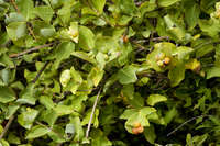 Lonicera albiflora image