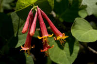 Lonicera arizonica image