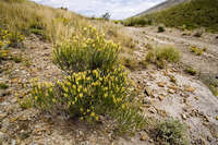 Lorandersonia baileyi image