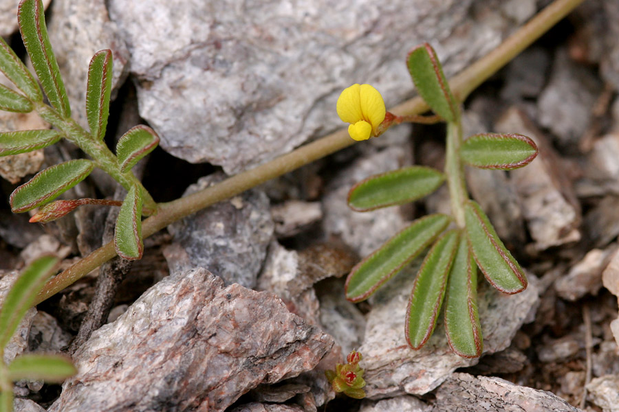 Lotus strigosus image