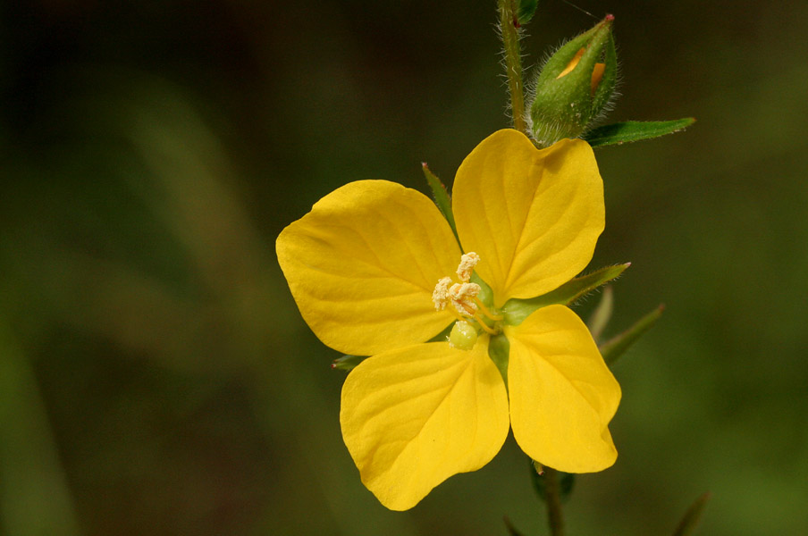 Ludwigia hirtella image