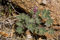 Lupinus concinnus image