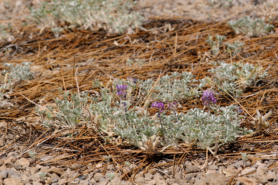 Lupinus duranii image