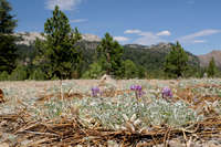 Lupinus duranii image