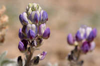 Lupinus duranii image