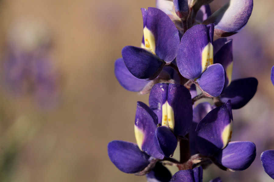 Lupinus havardii image