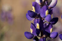 Image of Lupinus havardii