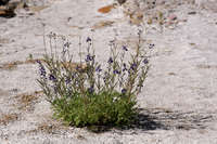 Lupinus havardii image