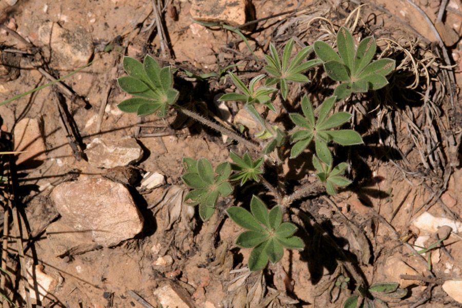 Lupinus hillii var. osterhoutianus image