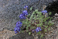 Lupinus lyallii image