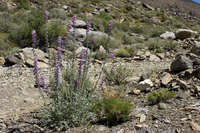 Image of Lupinus magnificus