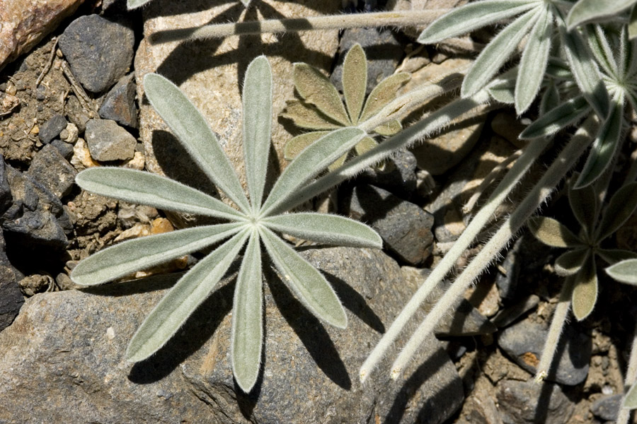 Lupinus magnificus image