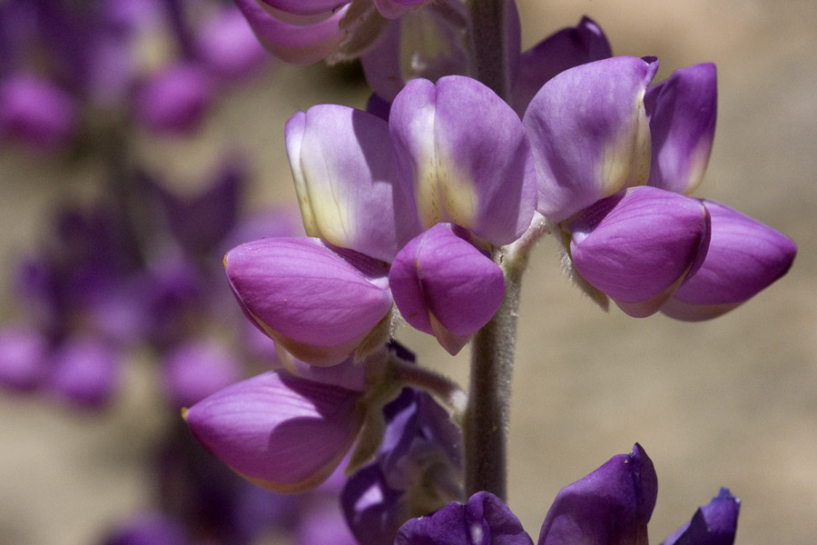 Lupinus magnificus image