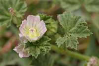 Malva neglecta image