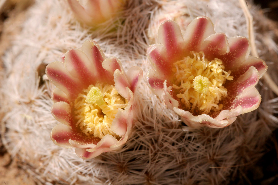 Mammillaria lasiacantha image