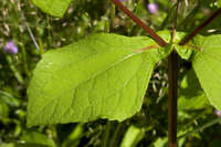 Melampodium perfoliatum image