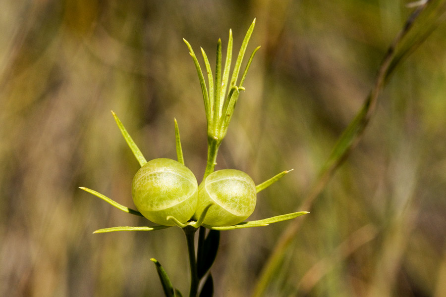 Menodora longiflora image