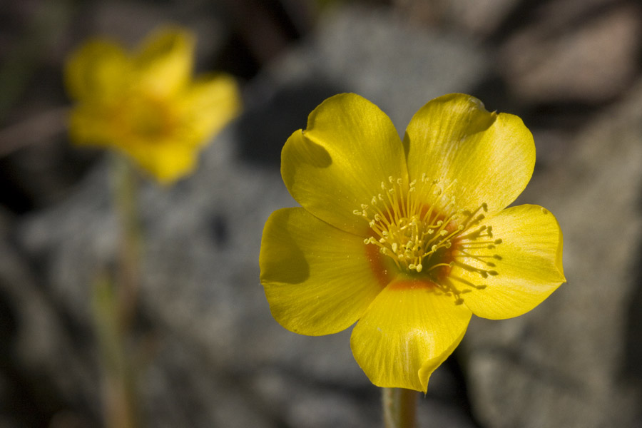 Mentzelia gracilenta image